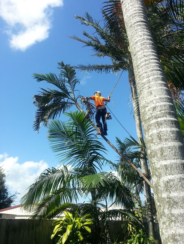 palm trimming 2 palm trimming