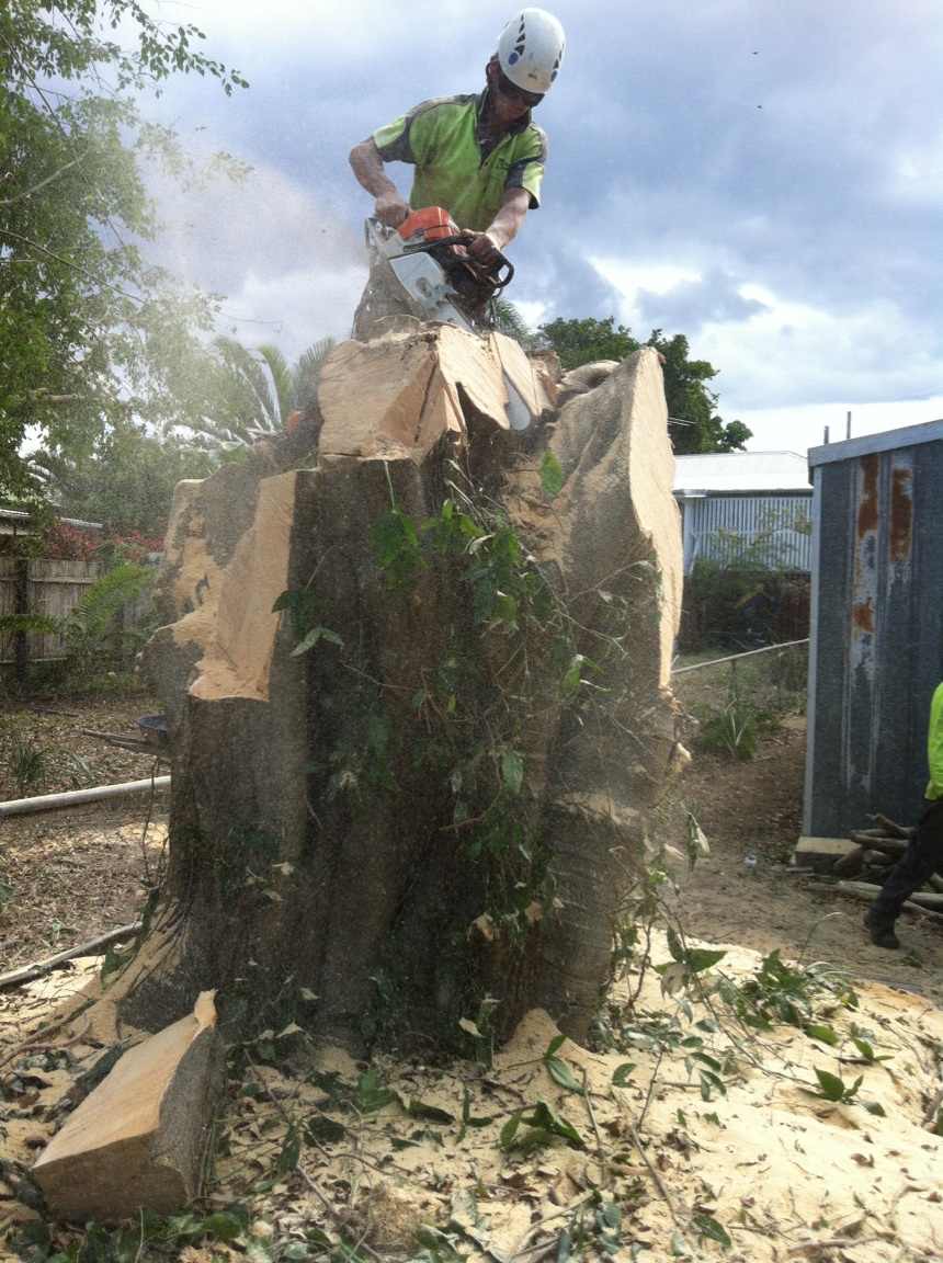 tree-and-stump-removal