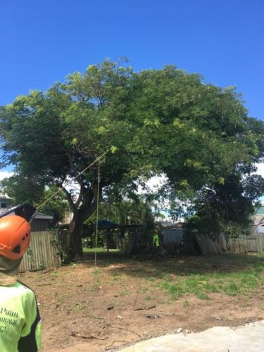 Tree Pruning Redcliffe