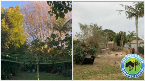 Tree Pruning Redcliffe