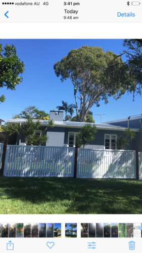 Tree Pruning Redcliffe