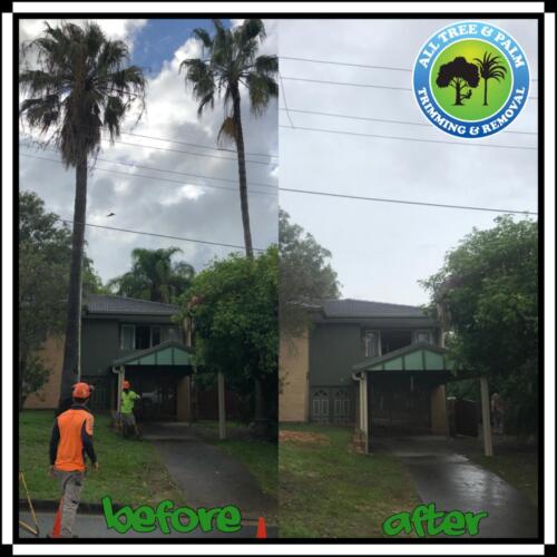 Tree Pruning Redcliffe