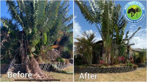 Tree Pruning Redcliffe