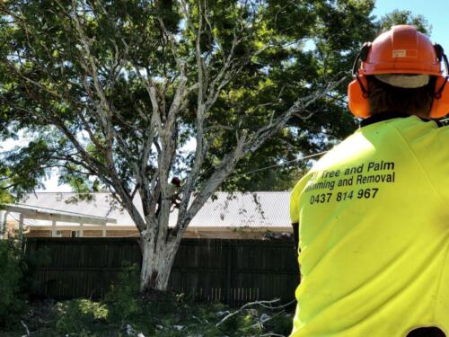 Tree Pruning Redcliffe