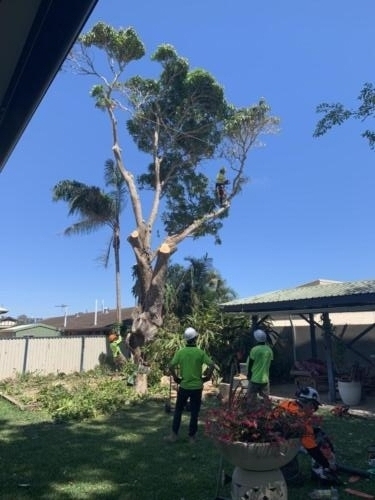 Tree Removal Redcliffe