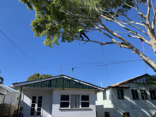 Tree Removal Redcliffe