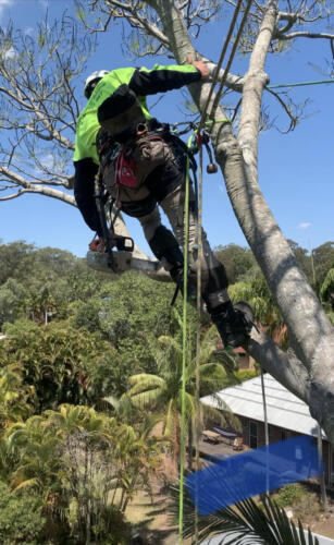 Tree Removal Redcliffe
