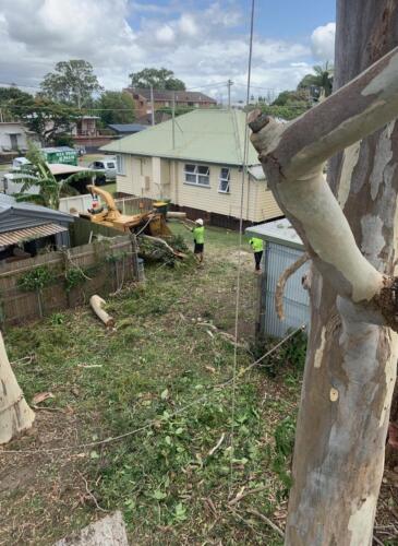 Tree Removal Redcliffe