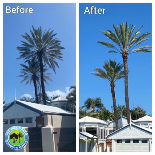 Tree Removal Redcliffe