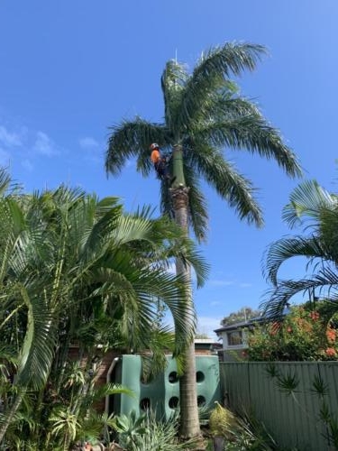 Tree Removal Redcliffe