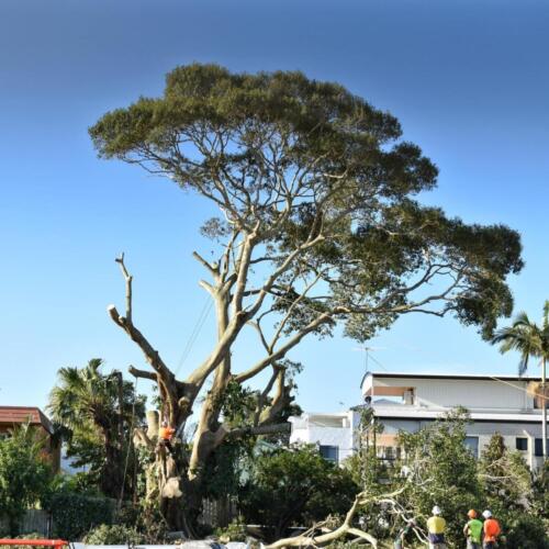 Tree Removal Redcliffe