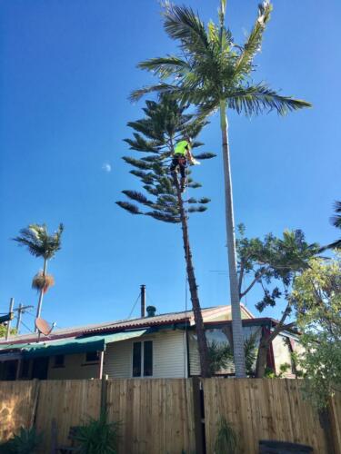 Tree Removal Redcliffe