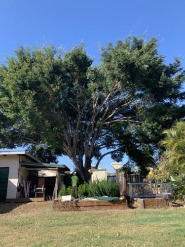 Tree Removal Redcliffe 