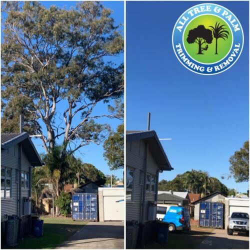 Tree Removal Redcliffe