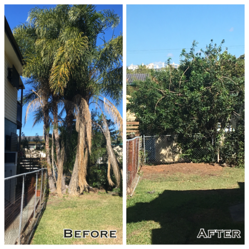 Tree Removal Redcliffe