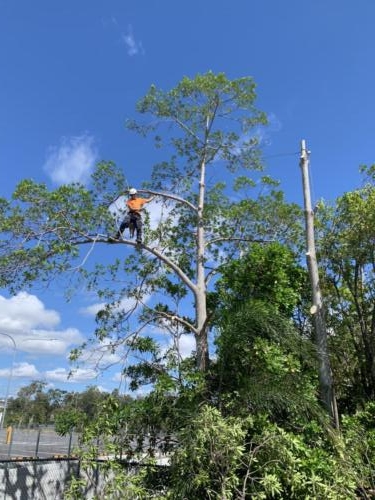 Tree Removal Redcliffe 
